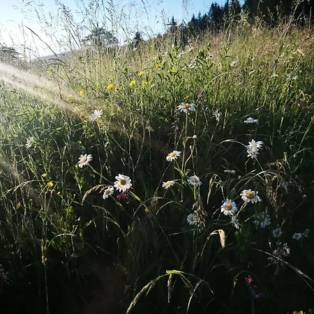 Horsky Hajenka 3* Makov