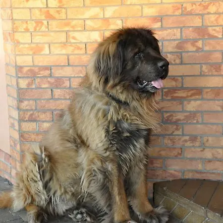 Horsky Hajenka 3* Makov