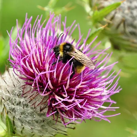 Hotel Horsky Hajenka