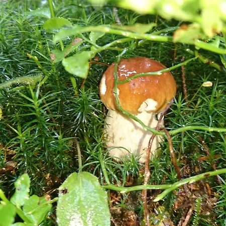 Hotel Horsky Hajenka