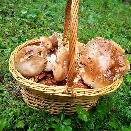 Hotel Horsky Hajenka 3*