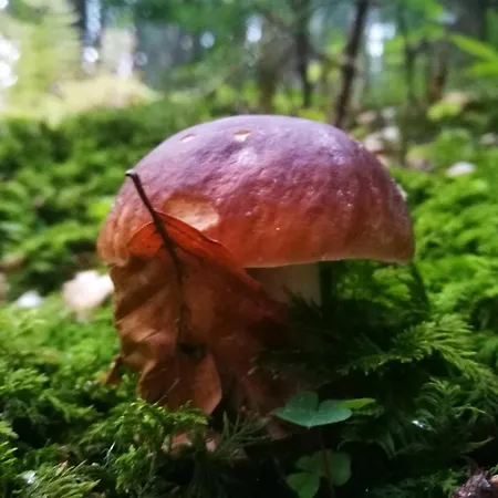 Horsky Hajenka Maków